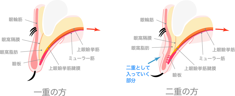 一重（ひとえ）と二重（ふたえ）の構造のちがい